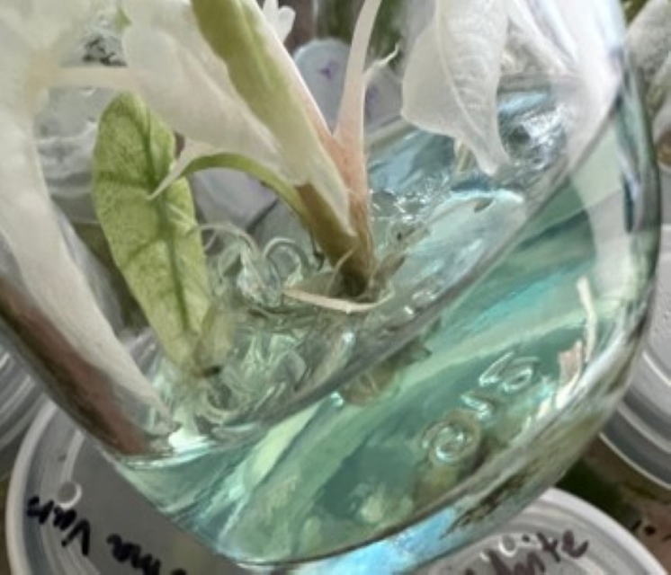 Amazonica variegated